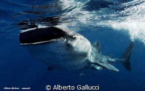 Whale shark by Alberto Gallucci 